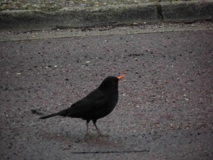 Blackbird singing in the dead of night…